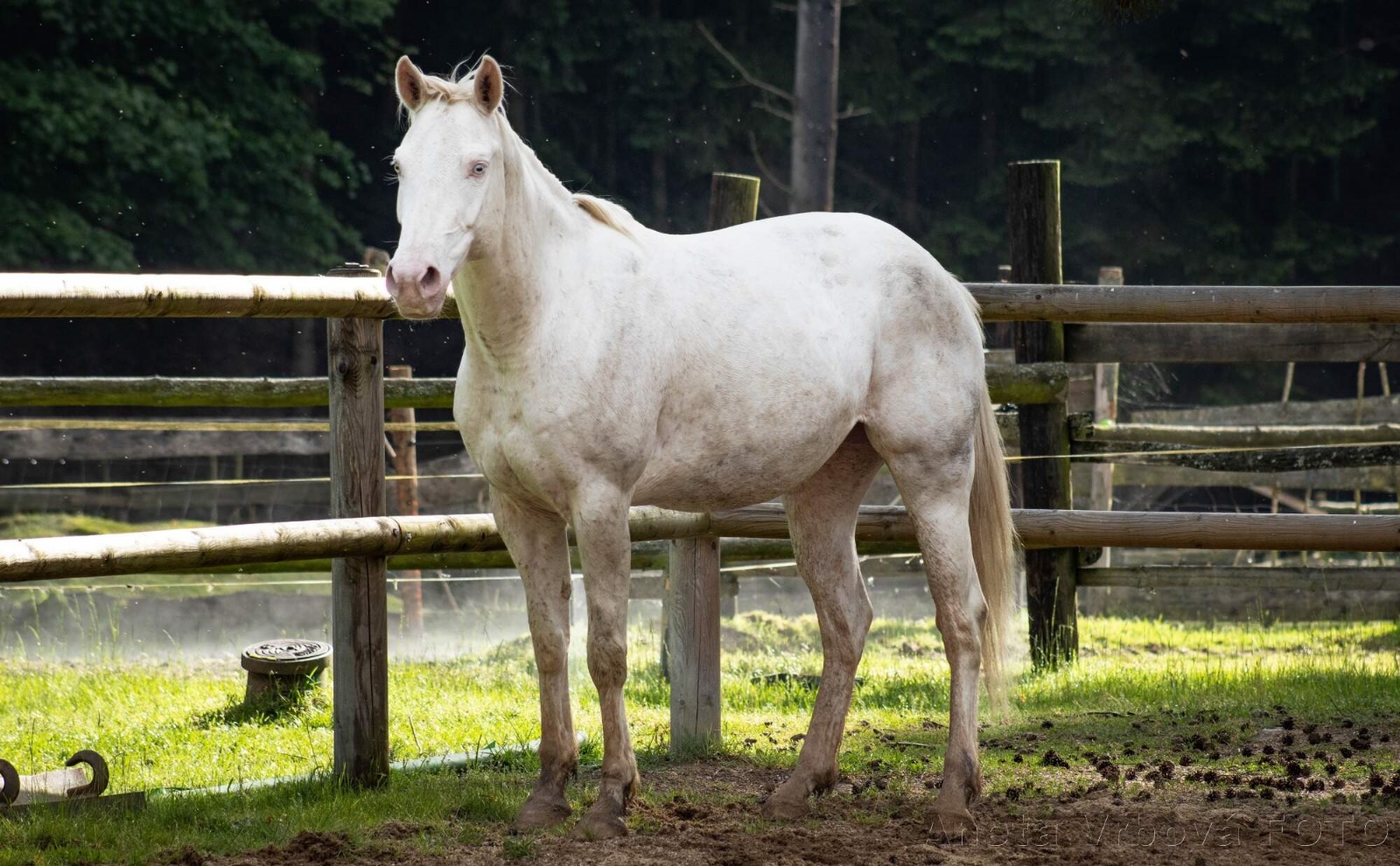 Kůň